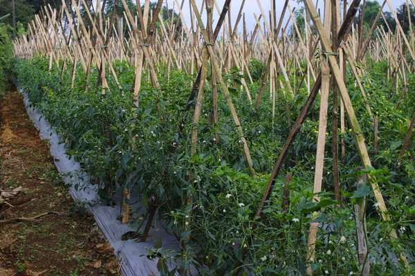 Ampla Vista Campo Pimenta Caiena Com Estacas Bambu Cobertura Vegetal — Fotografia de Stock