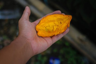 El ele tutuşan sarı yumurta meyvesi (kapkek meyvesi, Pouteria campechiana, Sawo mentega, sawo ubi, sawo belanda, alkesah olarak da bilinir) bahçeden yeni toplandı.