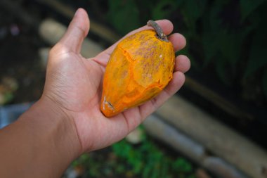 El ele tutuşan sarı yumurta meyvesi (kapkek meyvesi, Pouteria campechiana, Sawo mentega, sawo ubi, sawo belanda, alkesah olarak da bilinir) bahçeden yeni toplandı.