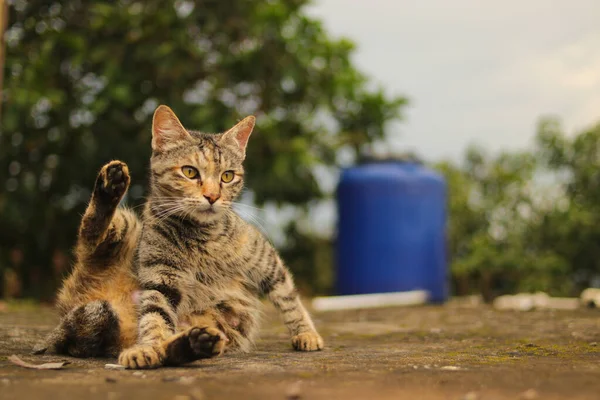 近视的条纹母猫是在后院舔自己的身体洗澡 — 图库照片