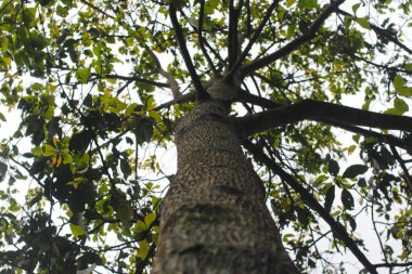 Ormanda arka planda bokeh olan bir ağaç gövdesine bakıyorum.
