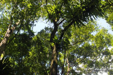 Ormanda arka planda bokeh olan bir ağaç gövdesine bakıyorum.