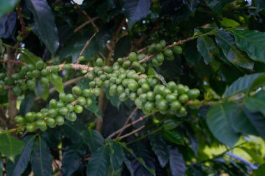 Batı Java, Endonezya 'daki bir kahve plantasyonundaki ağaç dallarındaki çiğ yeşil kahve çekirdekleri yakından görülüyor..