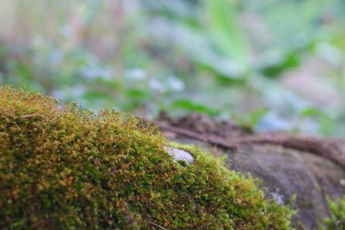 Endonezya yağmur ormanlarındaki yosunların soyut arkaplanı. Doğa arkaplan kavramı