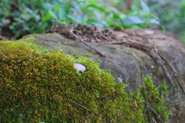 Endonezya yağmur ormanlarındaki yosunların soyut arkaplanı. Doğa arkaplan kavramı