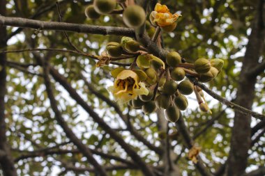 Arka planda bulanık duran Durian çiçeklerinin yakın görüntüsü bahçedeki ağaç dallarında çiçek açıyor. Durian, Güneydoğu Asya kökenli bir tropikal meyvedir ve meyvelerin kralı olarak da bilinir..