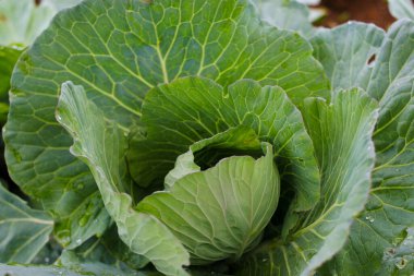 Çiftlik tarlasından taze taze lahana manzarası. Bahçede organik yeşil lahana bitkileri. Organik tarım ve tarım geçmişi