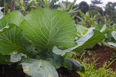 Çiftlik tarlasından taze taze lahana manzarası. Bahçede organik yeşil lahana bitkileri. Organik tarım ve tarım geçmişi