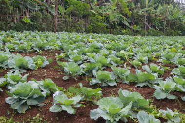 Genç lahana tarlasının geniş bir manzarası var. Bahçede organik yeşil lahana bitkileri. Organik tarım ve tarım geçmişi