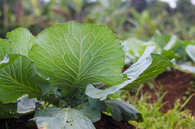 Çiftlik tarlasından taze taze lahana manzarası. Bahçede organik yeşil lahana bitkileri. Organik tarım ve tarım geçmişi