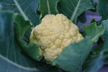 Bahçede yetişen taze organik karnabaharın yakın görüntüsü Endonezyalı yerel çiftçiler tarafından hasat edilmeye hazır.