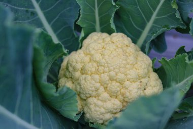 Bahçede yetişen taze organik karnabaharın yakın görüntüsü Endonezyalı yerel çiftçiler tarafından hasat edilmeye hazır.