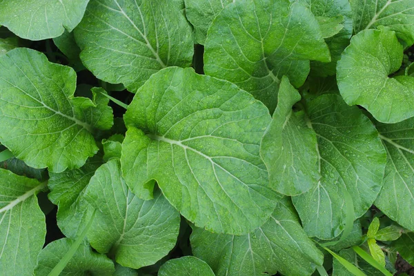 早上在农场里结出露珠的合食植物 Choy Sum 亦称菜心或大白菜 是印尼最受欢迎的叶类蔬菜之一 — 图库照片