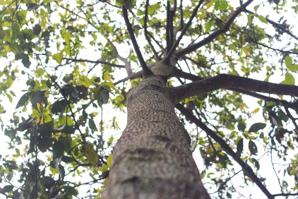 Κοιτάζοντας Προς Πάνω Άποψη Ενός Κορμού Δέντρο Bokeh Φόντο Στο — Φωτογραφία Αρχείου