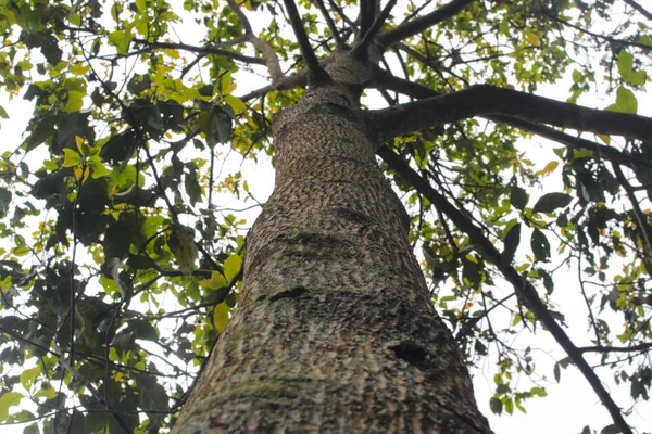Глядя Вверх Ствол Дерева Фоне Боке Вудах — стоковое фото