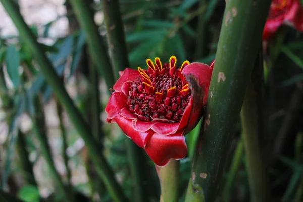 Flor Roja Jengibre Floreciendo Jardín —  Fotos de Stock