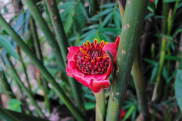 Flor Gengibre Vermelho Florescendo Jardim — Fotografia de Stock