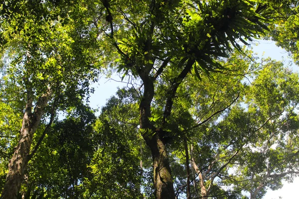 Глядя Вверх Ствол Дерева Фоне Боке Вудах — стоковое фото
