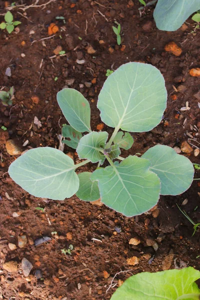 新种在农田里的新鲜小白菜的头像 在花园里种植有机绿色卷心菜 有机耕作和农业概念背景 — 图库照片