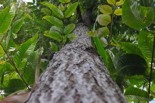 Blick Auf Einen Baumstamm Mit Bokeh Hintergrund Wald — Stockfoto