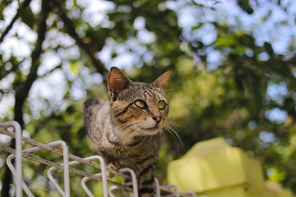 Närbild Randig Katt Väg Att Hoppa Från Staketet Trädgården — Stockfoto