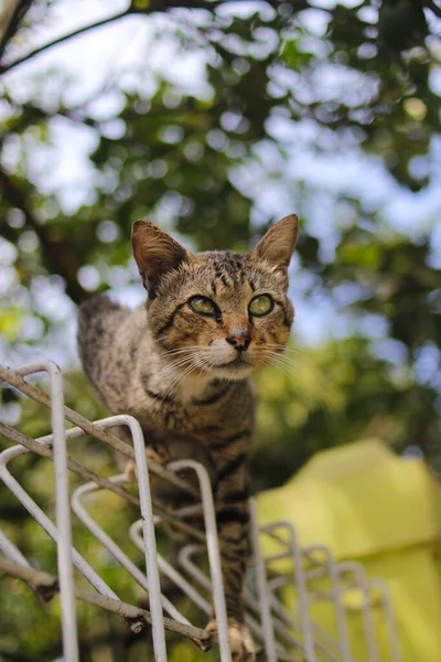 Close-up striped cat is about to jump from fence in the backyard