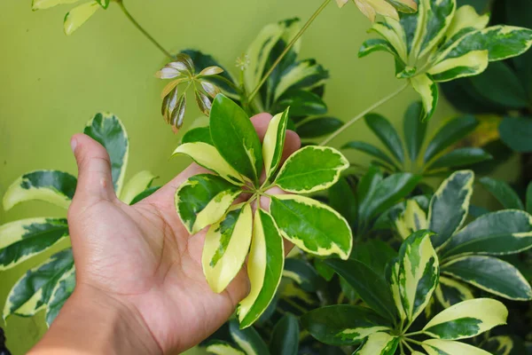 손으로 나뭇잎을 Schefflera Arboricola Dwarf Umbrella Tree Tanaman Walisongo 도알려져 — 스톡 사진