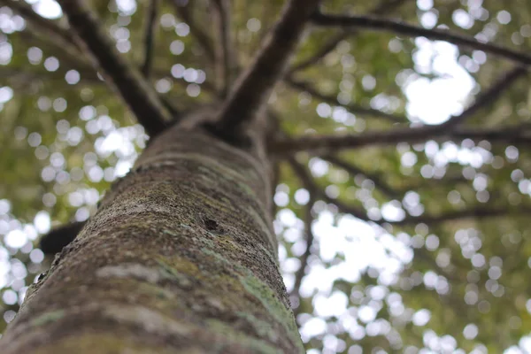 Vue Haut Tronc Arbre Dans Jardin — Photo