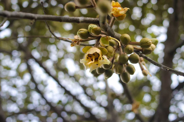 Großaufnahme Von Durianblumen Mit Verschwommenem Hintergrund Blühen Auf Ästen Garten — Stockfoto