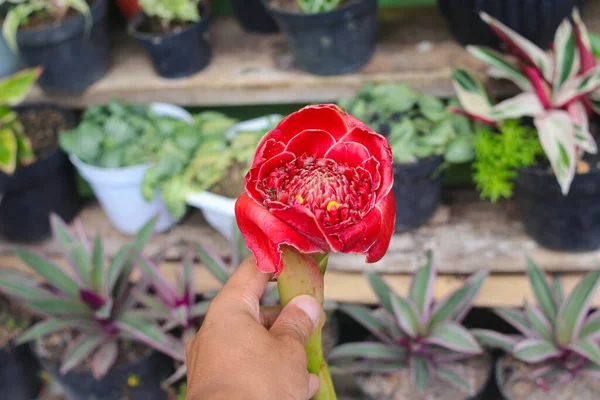 Mão Segurando Flor Gengibre Vermelho Gengibre Tocha Com Fundo Borrado — Fotografia de Stock
