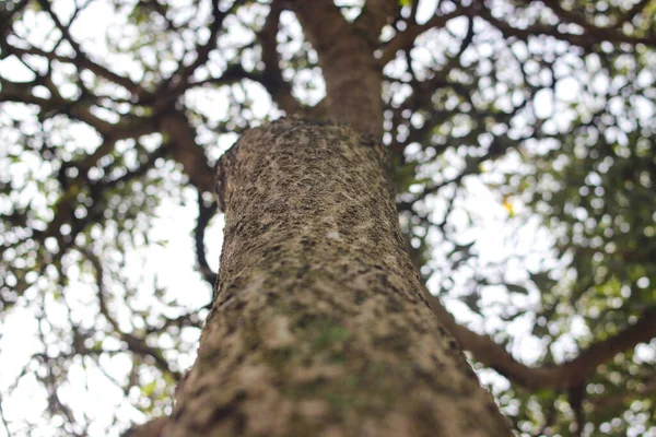 Défocaliser Arrière Plan Abstrait Vue Vers Haut Tronc Arbre Avec — Photo