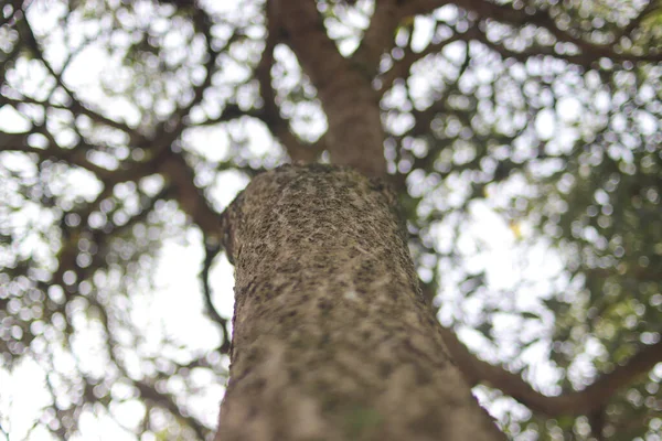 Defocus Elvont Háttér Felnézés Fel Egy Törzs Bokeh Háttér Egy — Stock Fotó