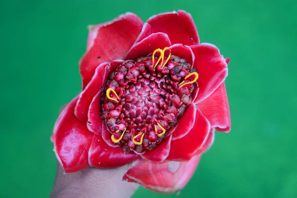 Hand Hält Rote Ingwerblume Oder Fackel Ingwer Mit Grünem Hintergrund — Stockfoto