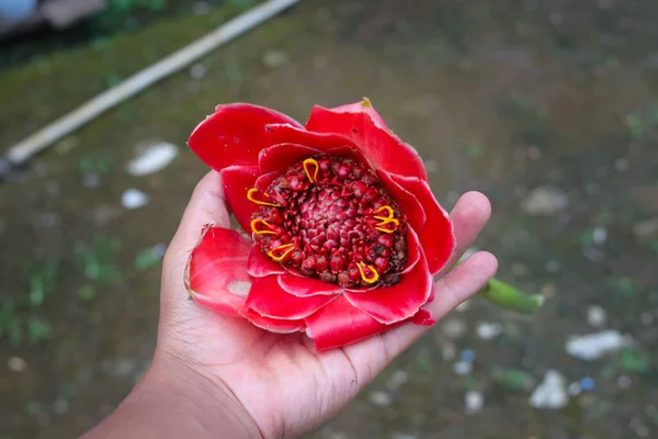 Kézfogás Vörös Gyömbér Virág Vagy Fáklya Gyömbér Homályos Háttérrel Egyfajta — Stock Fotó