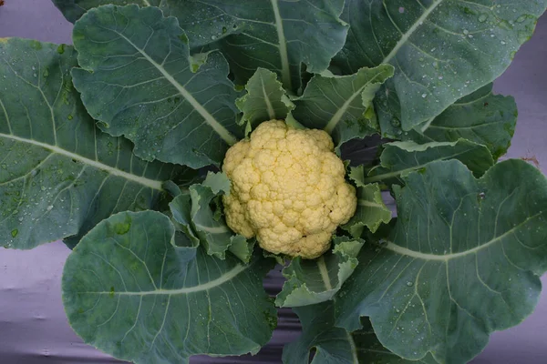 Close Widok Fresh Organic Kalafior Rosy Rośnie Ogrodzie Gotowe Zbiorów — Zdjęcie stockowe