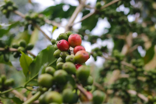 Nahaufnahme Von Rohen Grünen Kaffeebohnen Die Auf Ästen Einer Kaffeeplantage — Stockfoto