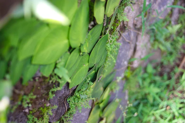 Defocus Elvont Háttere Ficus Pumila Növények Vagy Kúszó Füge Mászás — Stock Fotó