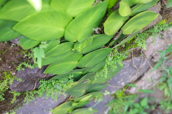 Расширение Абстрактного Фона Растений Ficus Pumila Ползучего Инжира Взбирающегося Инжир — стоковое фото