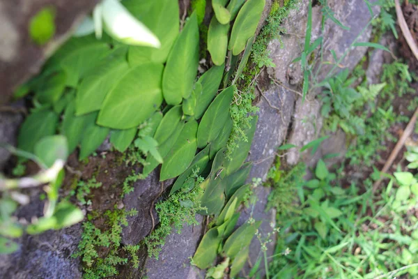 Расширение Абстрактного Фона Растений Ficus Pumila Ползучего Инжира Взбирающегося Инжир — стоковое фото