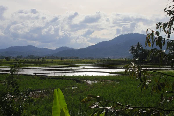 Cianjur Batı Java Endonezya Dağ Silueti Arka Planına Sahip Pirinç — Stok fotoğraf