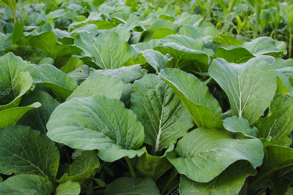 Bok Pak-choi Choy Del Cavolo Cinese Su Rustico Fotografia Stock - Foto 2