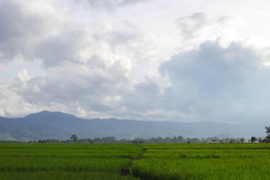 Cianjur, Batı Java, Endonezya 'da dağ silueti arka planına sahip pirinç tarlasının güzel manzarası