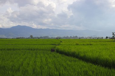Cianjur, Batı Java, Endonezya 'da dağ silueti arka planına sahip pirinç tarlasının güzel manzarası