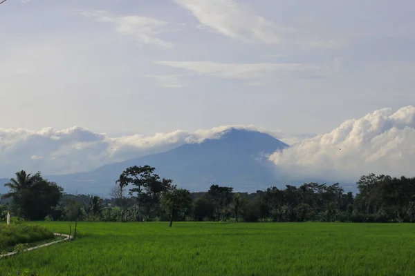 Piękny Widok Pole Ryżowe Górskim Tle Sylwetki Cianjur Jawa Zachodnia — Zdjęcie stockowe