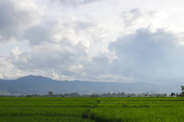 Cianjur Batı Java Endonezya Dağ Silueti Arka Planına Sahip Pirinç — Stok fotoğraf