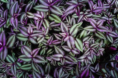 Tradescantia zebrina 'nın tam çerçeve görüntüsü arkaplanı terk eder. Zebrakraut, Gümüş İnç Fabrikası, Gezgin Yahudi bitkisi, Ev dekorasyonu için Süslü Ev Bitkisi.