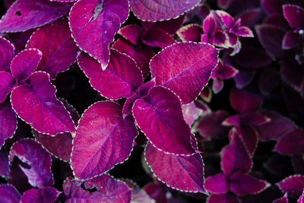 Цветочный Фон Колеуса Красивыми Разноцветными Листьями — стоковое фото