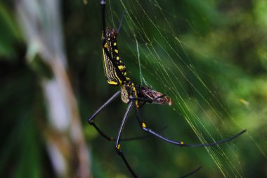 Endonezya tropikal yağmur ormanlarında bulunan bulanık ağaç zeminli bir örümcek ağındaki ahşap örümceğin ya da laba-laba kayu 'nun yakın görüntüsü.