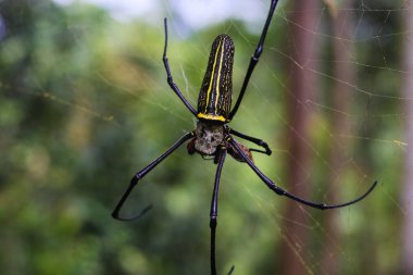 Endonezya tropikal yağmur ormanlarında bulunan bulanık ağaç zeminli bir örümcek ağındaki ahşap örümceğin ya da laba-laba kayu 'nun yakın görüntüsü.