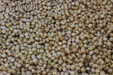 Beyaz Sorghum 'un ya da Jowar Grain' in beyaz arka plandaki yakın görüntüsü. Beyaz Sorghum doğal olarak glütensiz, GDO 'suz ve dünya çapında sürdürülebilir önemli bir mahsuldür..